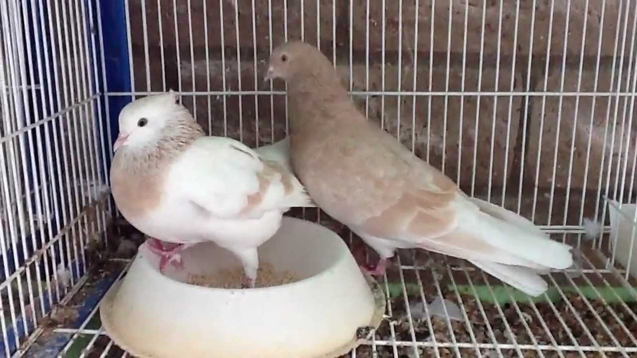 Vees Iranian Pigeons