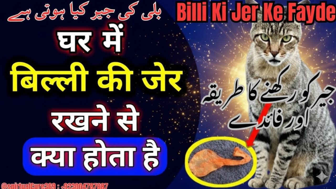 Billi ki Jer Ke Fayde  | कैटनिप के फायदे  ! Billi Ki Jer Rakhne Ka Tarika @Spiritualcure369