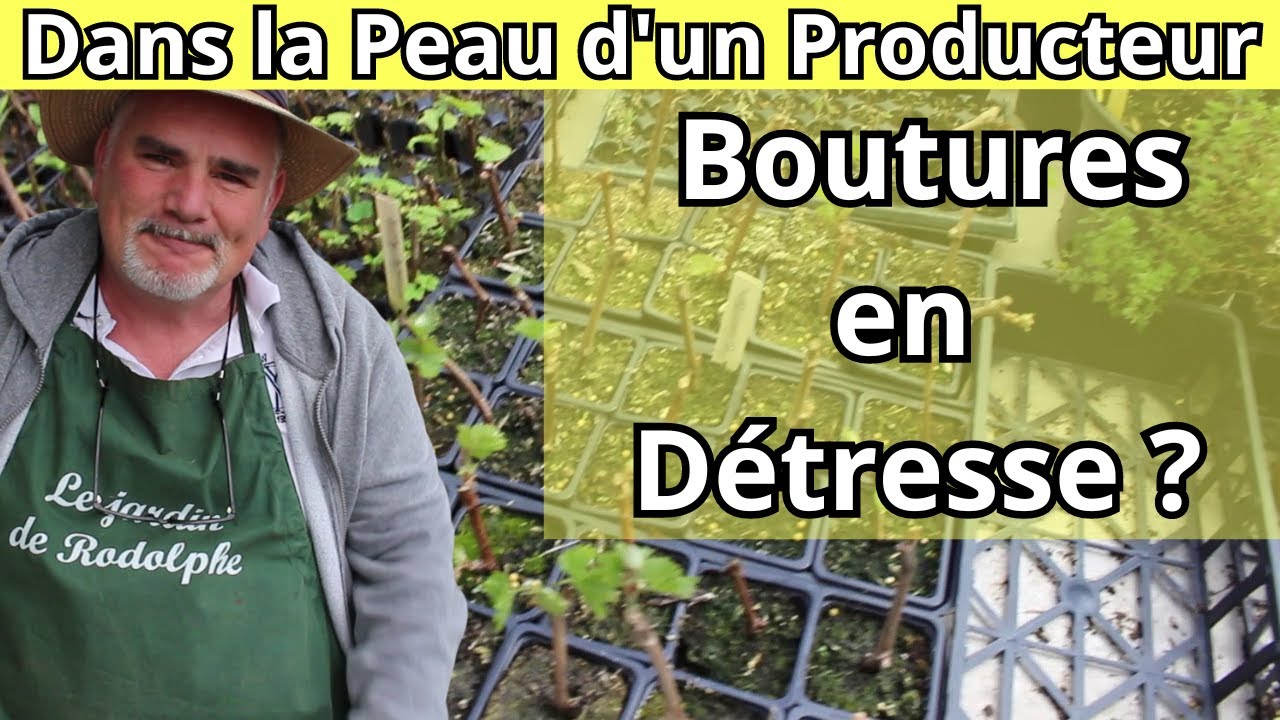 Bouturage : Réussites et Échecs avec Vigne, Lavande, Myrtille et Groseille