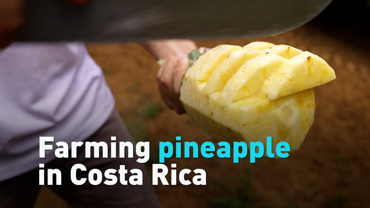 Farming pineapple in Costa Rica