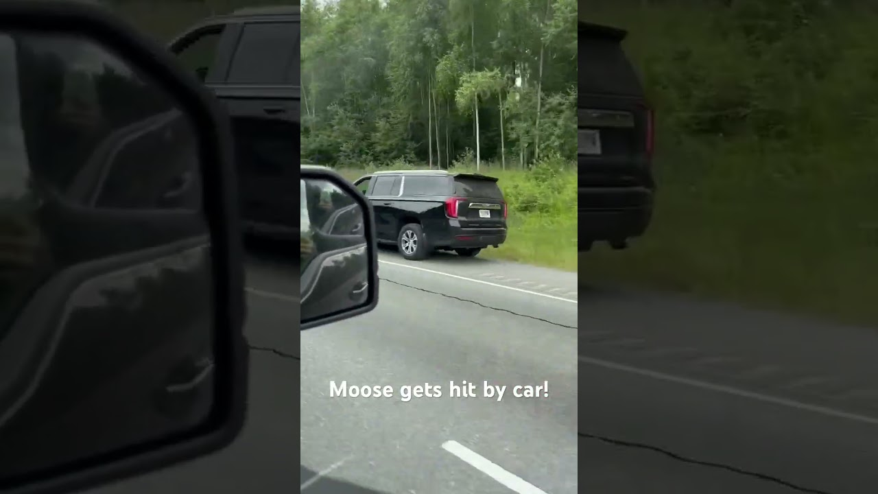 Moose 🫎 gets hit by car. #alaskanmoose #moose #wildlife #alaska