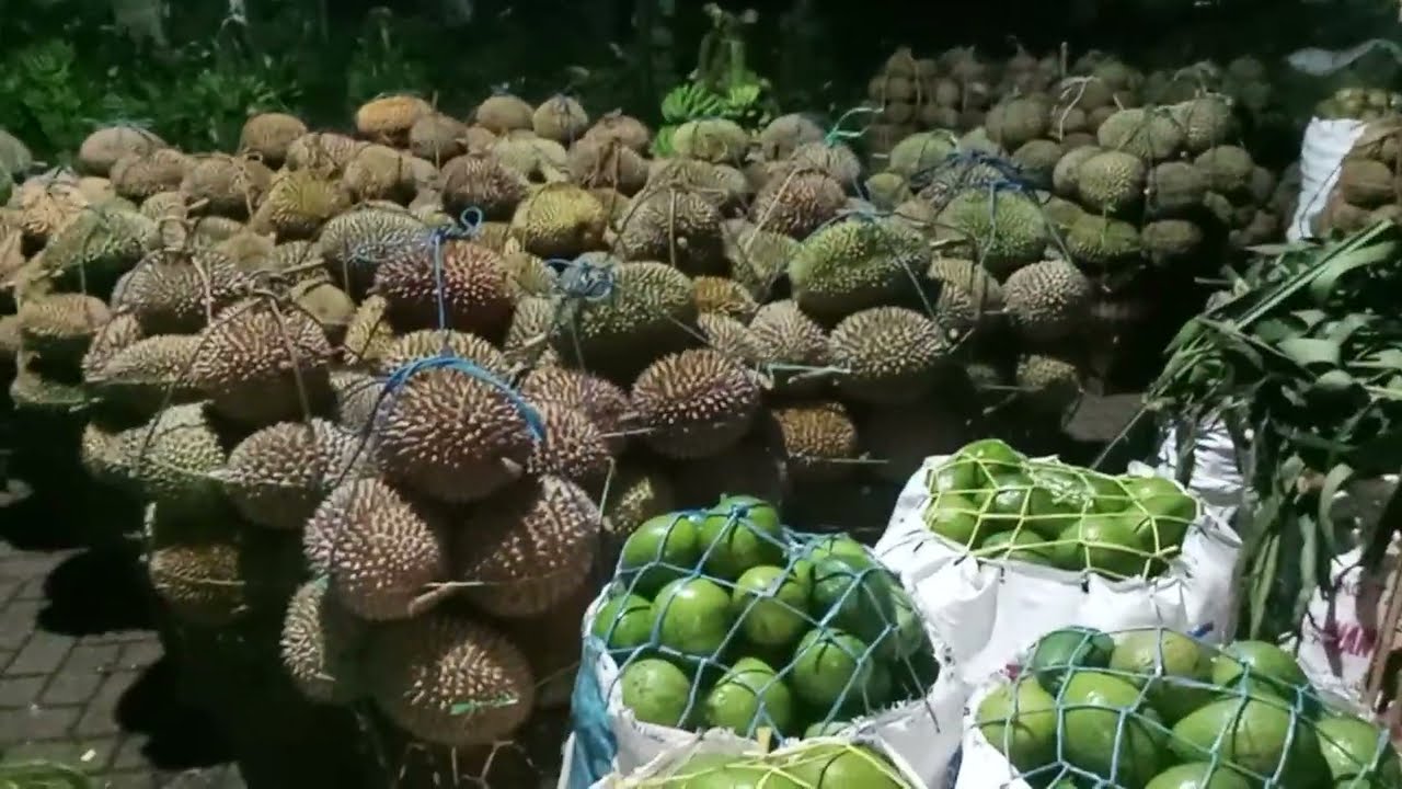 HARGA DURIAN TERMURAH SE DUNIA HANYA DI PASAR BUAH PASREPAN PASURUAN