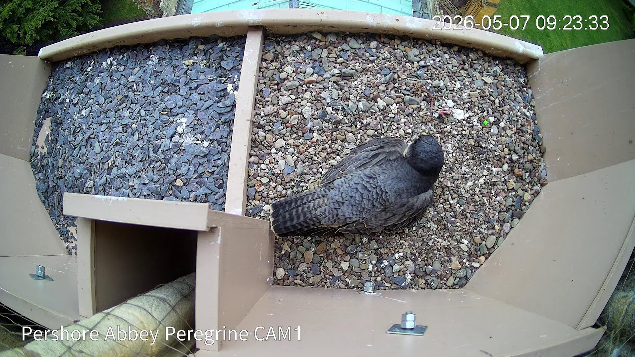 Pershore Abbey Peregrine Watch