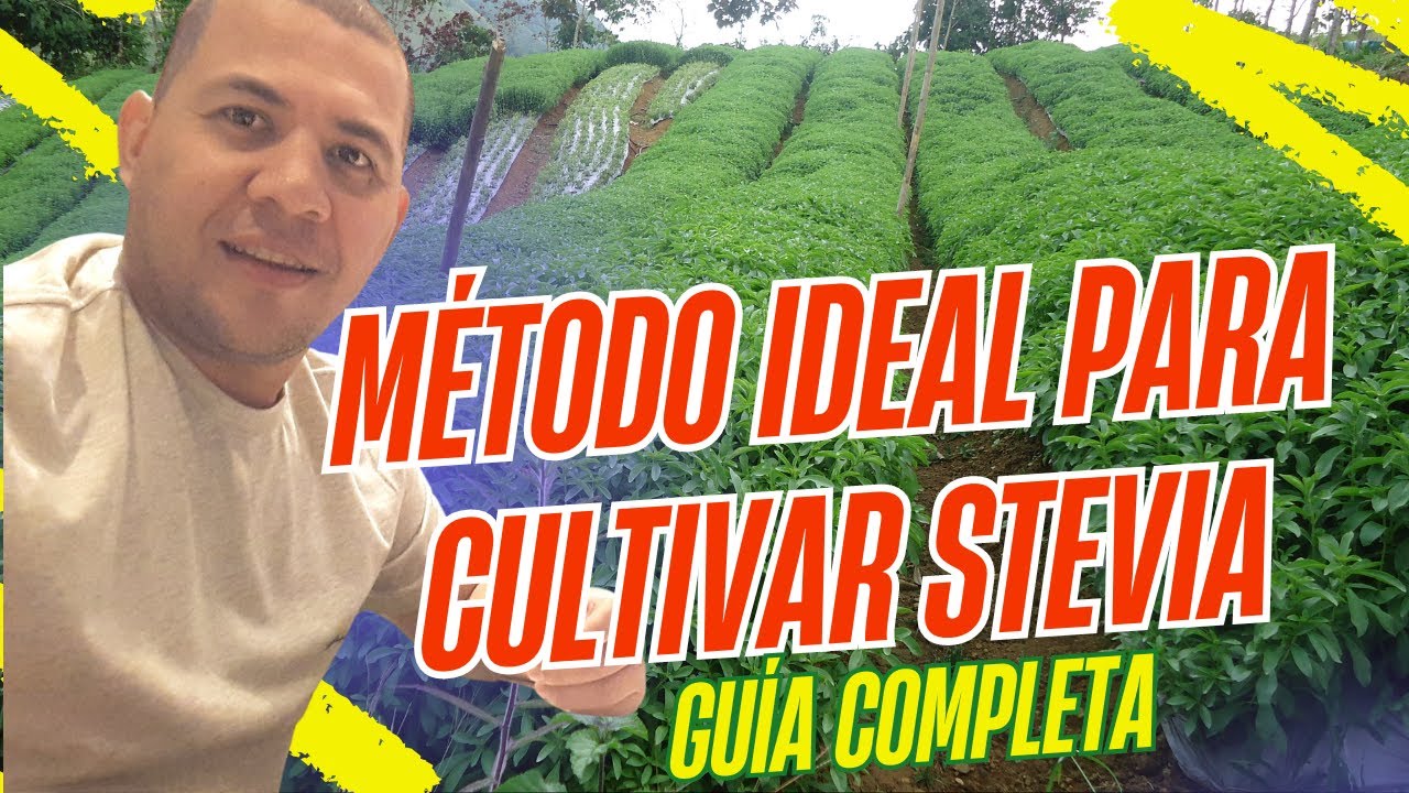 Método ganador para cultivar stevia