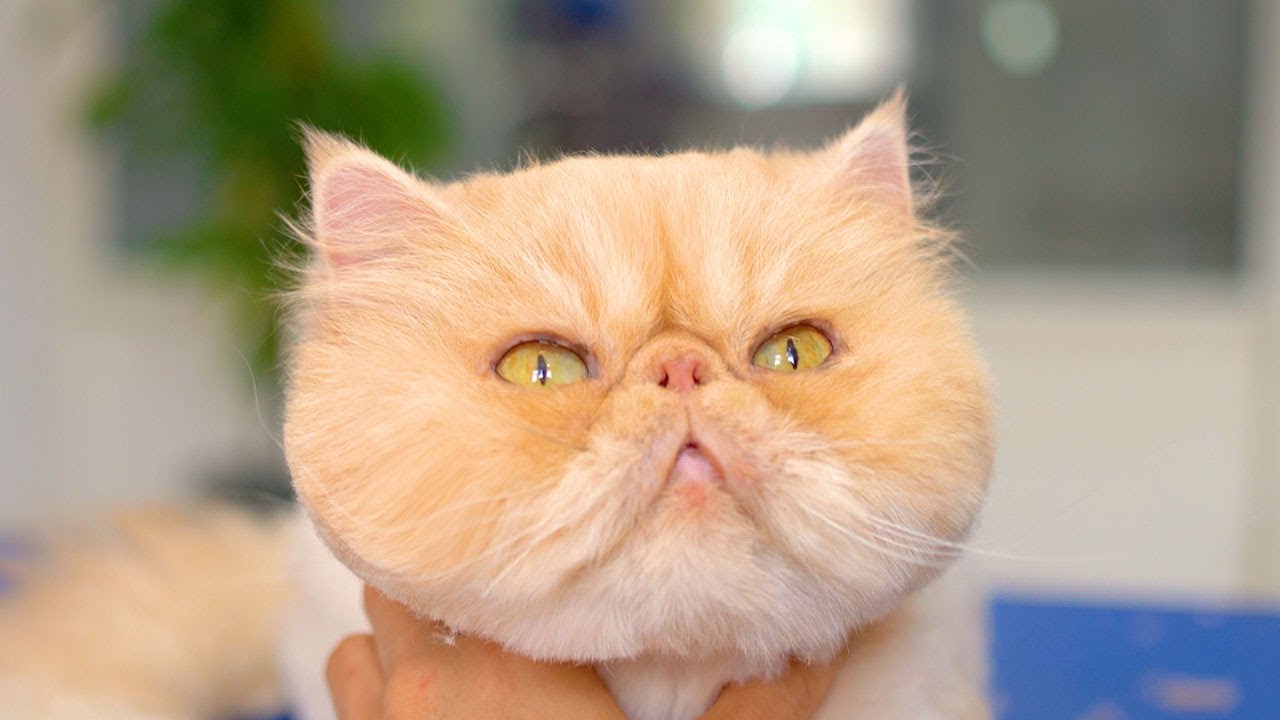 Самый кошачий котенок в мире, хочешь познакомиться?😻🛁✂️❤️