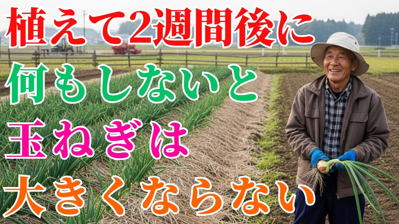 【家庭菜園】植え付け2週間後が分かれ道玉ねぎが安定して育つ観察と手入れのポイント