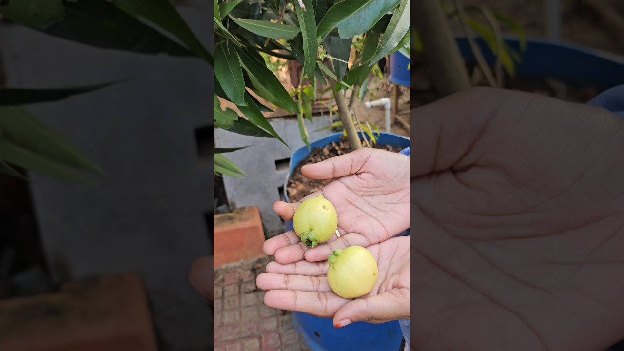 Rose apples harvesting n cutting #paneerfruit #roseapple #mygarden #gardening #shortvideo #ytshorts