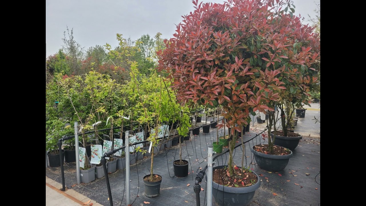 de Groenhoeve tuinplanten B.V. nieuwe locatie 