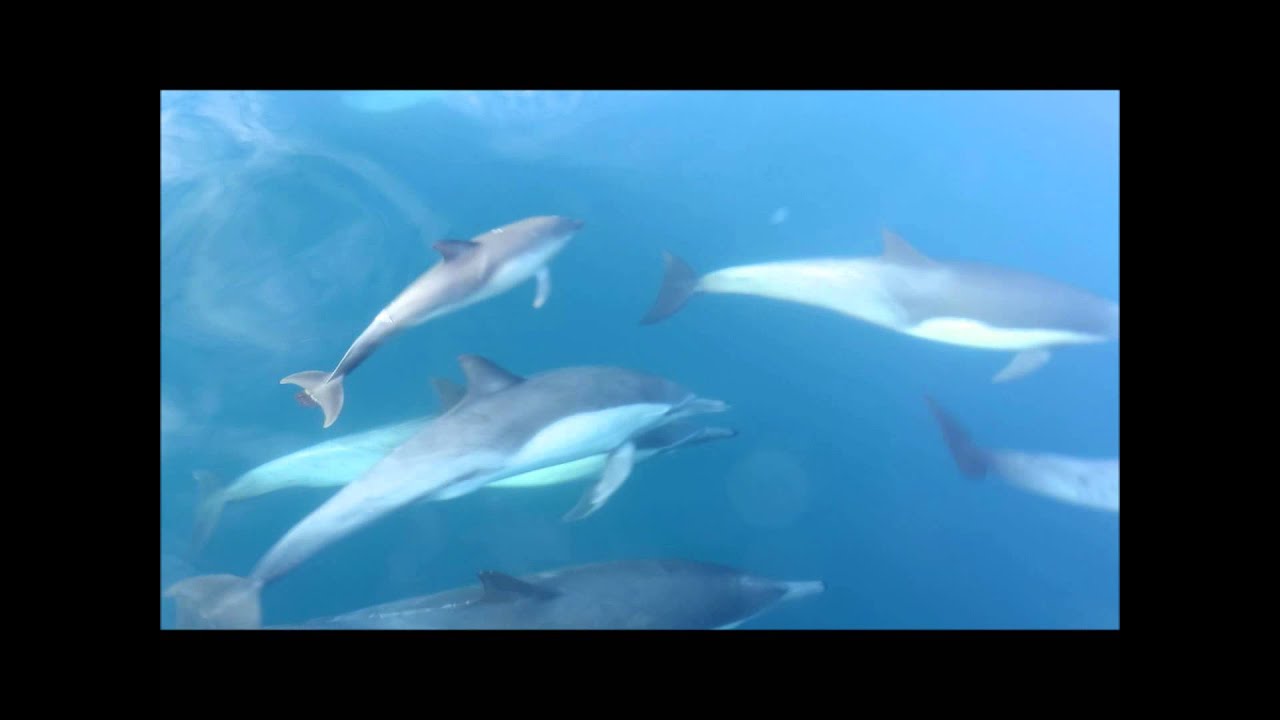 Short-Beaked Common-Dolphin (Delphinus delphis) off Southern California Coast