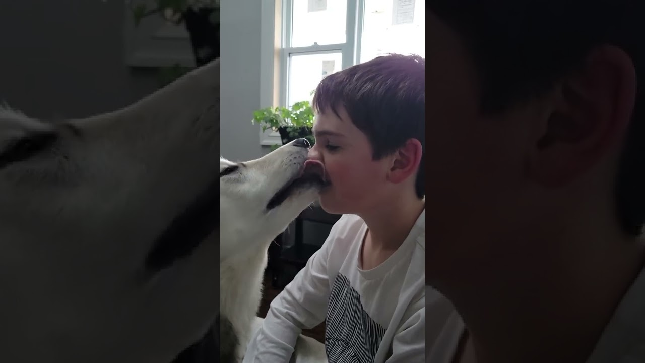 nibble nibble .. lick lick LOL😂 #shorts #dog #husky #dogvideos #dogshorts #cutedog #kiss #lick #love