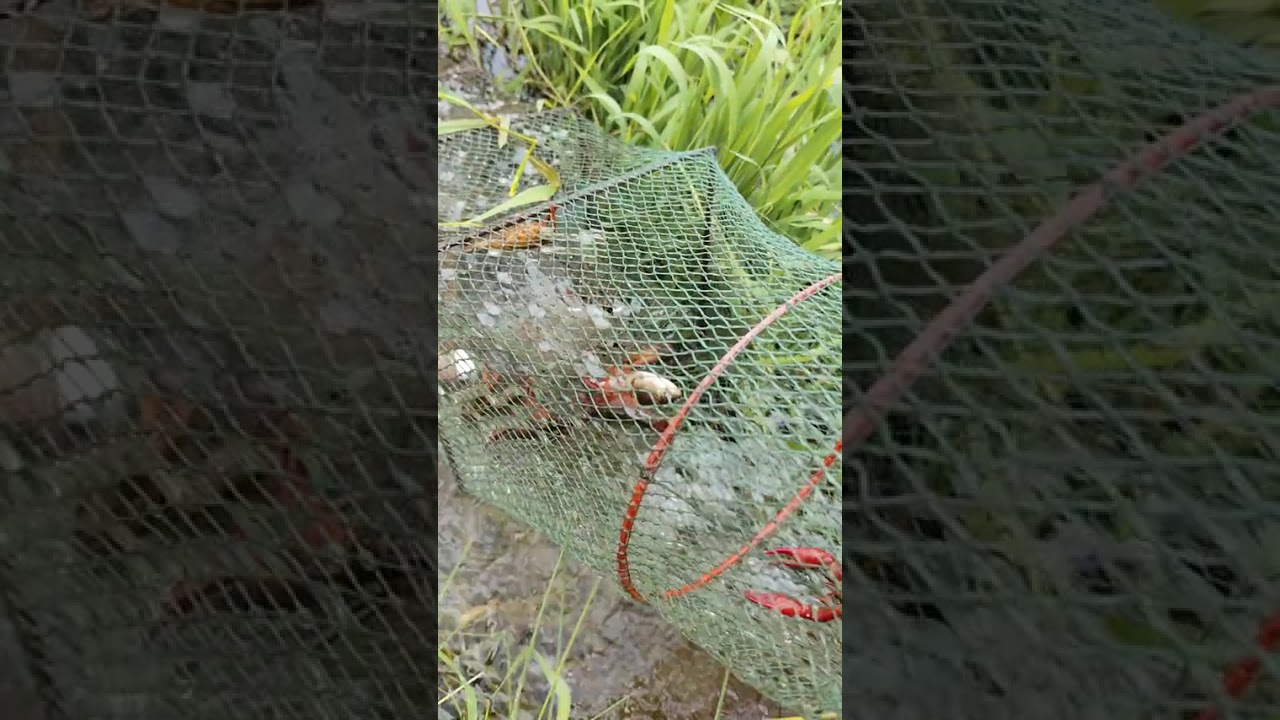 今年小龙虾是真的多，所有干户外的小伙伴都抓很多，各位虾笼准备好没有？2024年就是小龙虾自由的一年。#真实户外 #户外抓黄鳝 #秘制饵料
