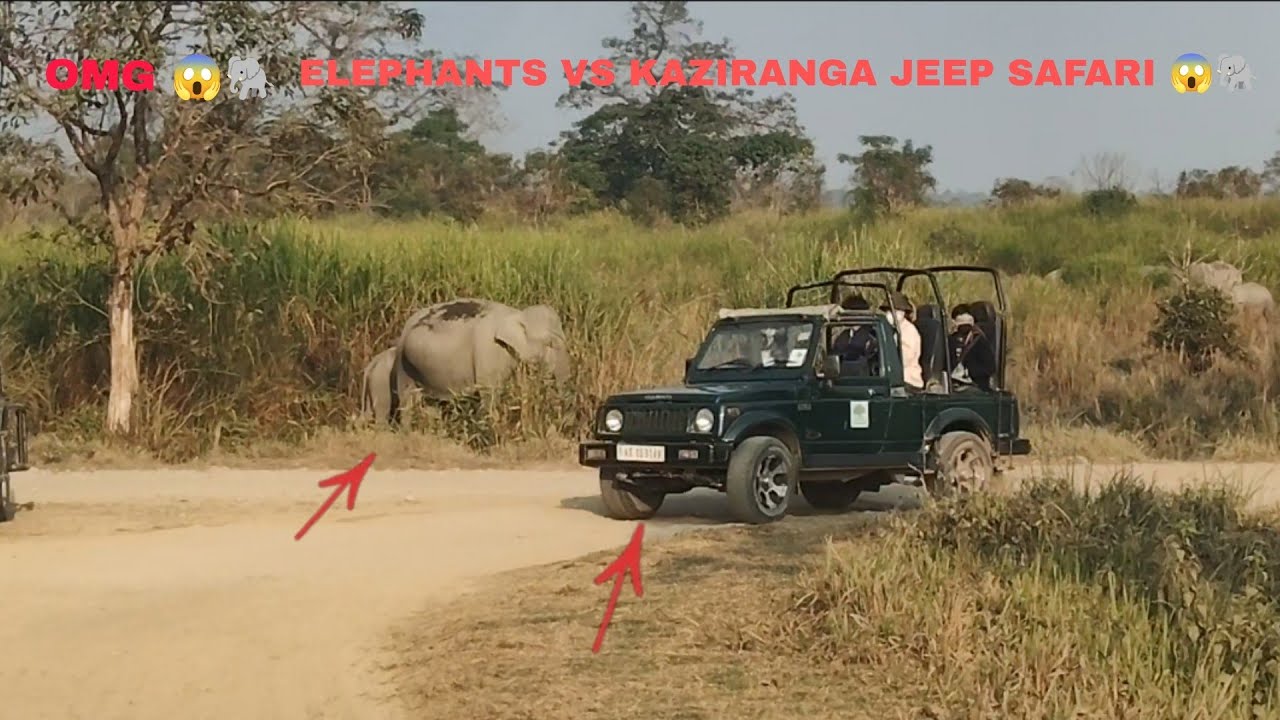 31 January 2026#assam #animals 