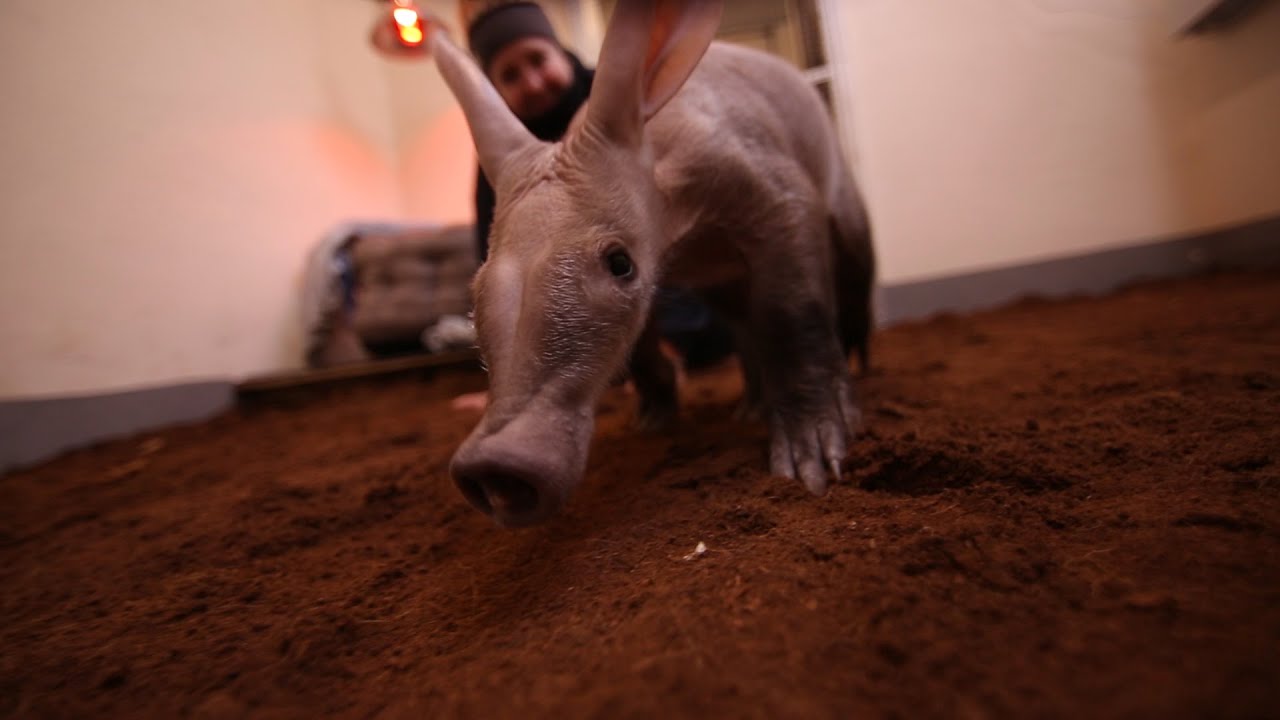 Catchup with Willow the Aardvark!