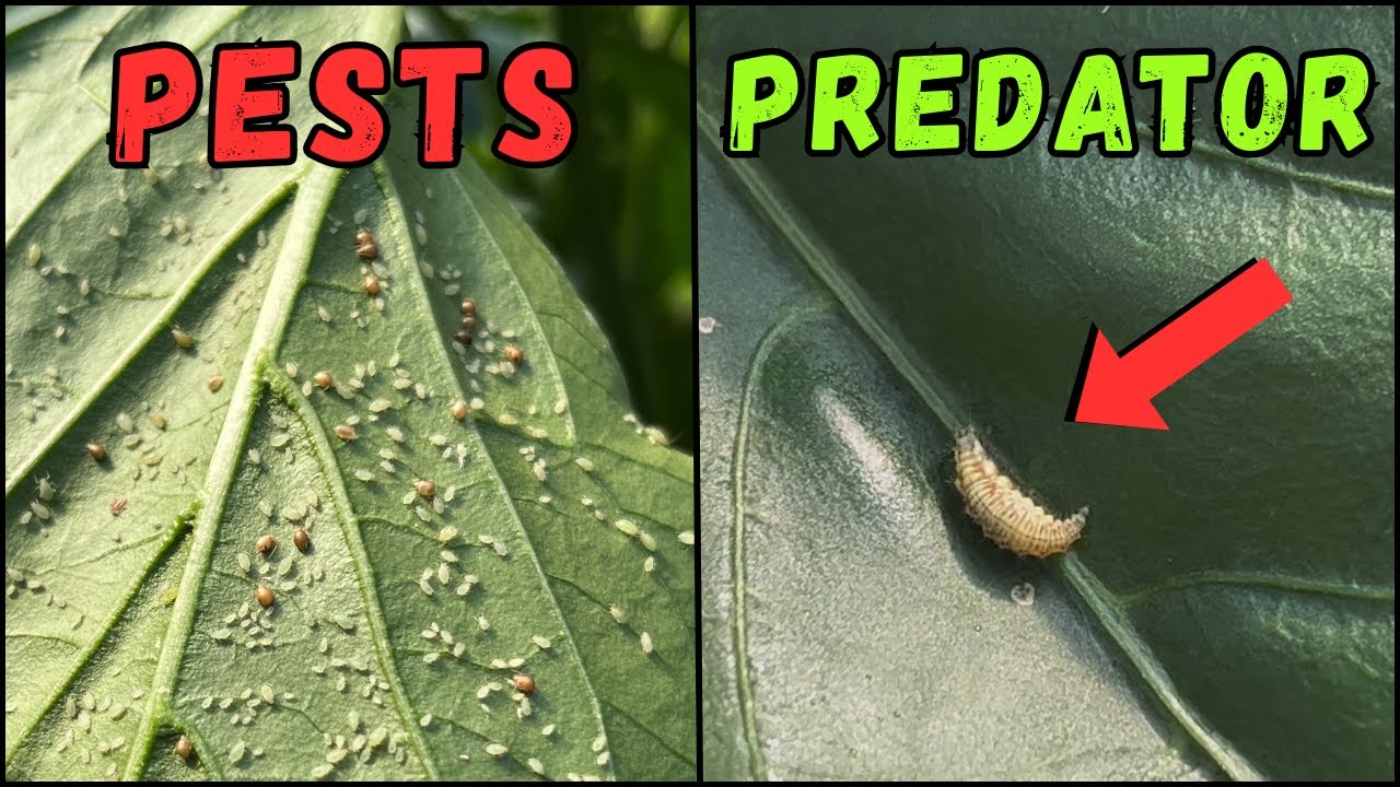 Aphid Control | Greenhouse Growing