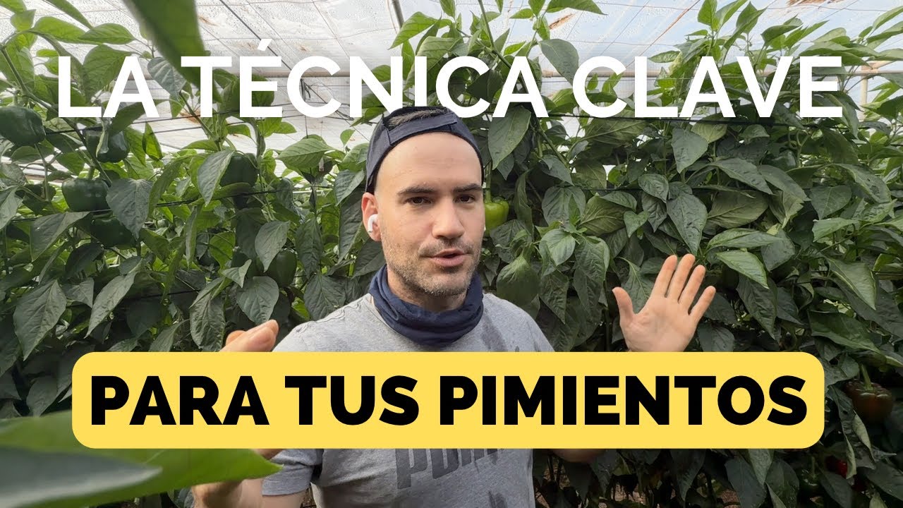 ¡Truco IMPRESCINDIBLE para Cuidar tus Pimientos y Evitar Pérdidas en la Producción!