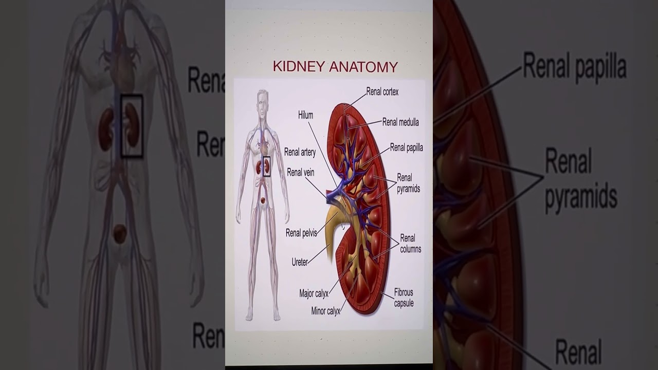 &ldquo;Kidney Anatomy &ldquo;. # NCLEX #Nursing
