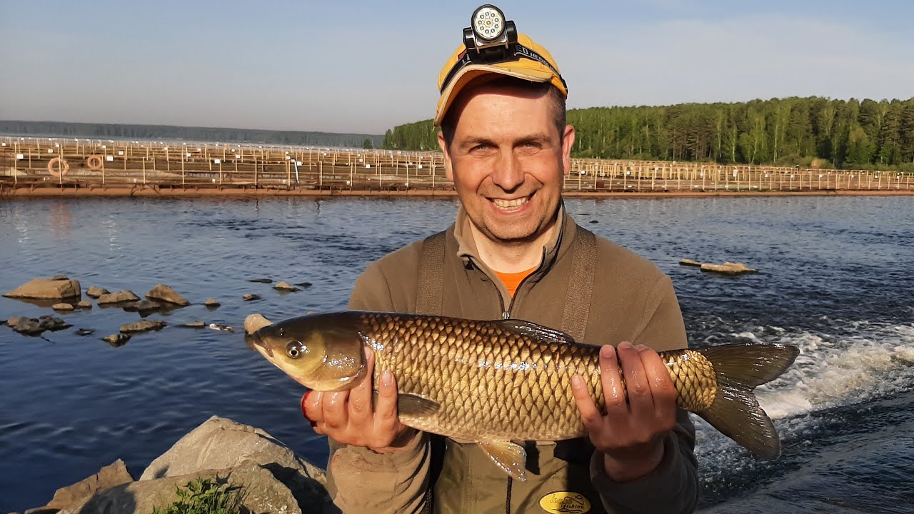 Карпы и белые амуры на поплавочную удочку!!! Рыбалка на Белоярском водохранилище. Перелив радует!!!