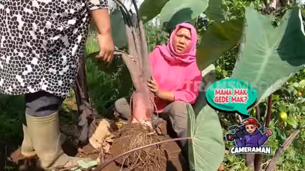 Panen dan Mengolah Talas Hitam | ENAH BIKIN ENAK (23/12/22) Part 3
