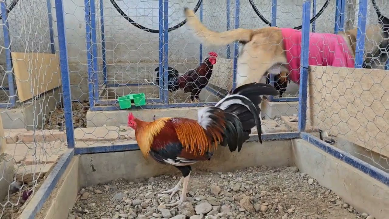 Conociendo la galleria de Felix Garcia Mundo gallos 