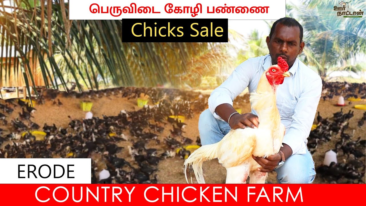 பெருவிடை கோழியால் கிடைத்த வெற்றி | நான்காவது பண்ணை உருவாக்கம் | Peruvidai Chicks Sale | Oor Naattaan