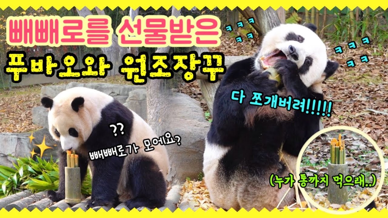[ep.137] (빵터질 준비하세욧!!) 푸바오와 러바오가 할부지께 빼빼로 선물을 받았어요!!🍡/ 실속 없는 2쨜과, 아주 산산조각을 내버린 10쨜의 포포몬스..🍗/ 에버랜드