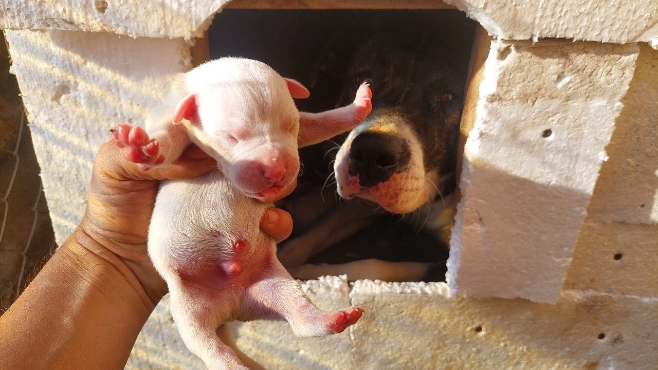 Am 8 puii la Amstaff staffordshire puppy