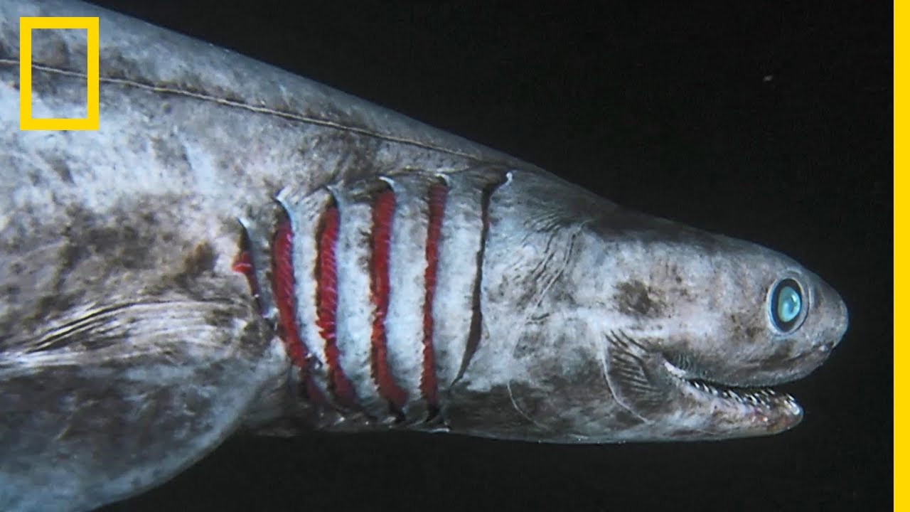 Le requin frangé, sorti tout droit de vos pires cauchemars