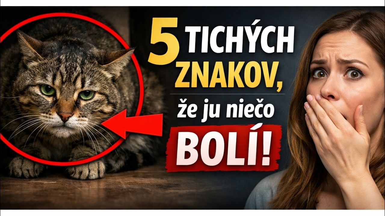 Vaša mačka vám to NEPOVIE! 🙀 5 tichých ZNAKOV, že ju tajne niečo BOLÍ