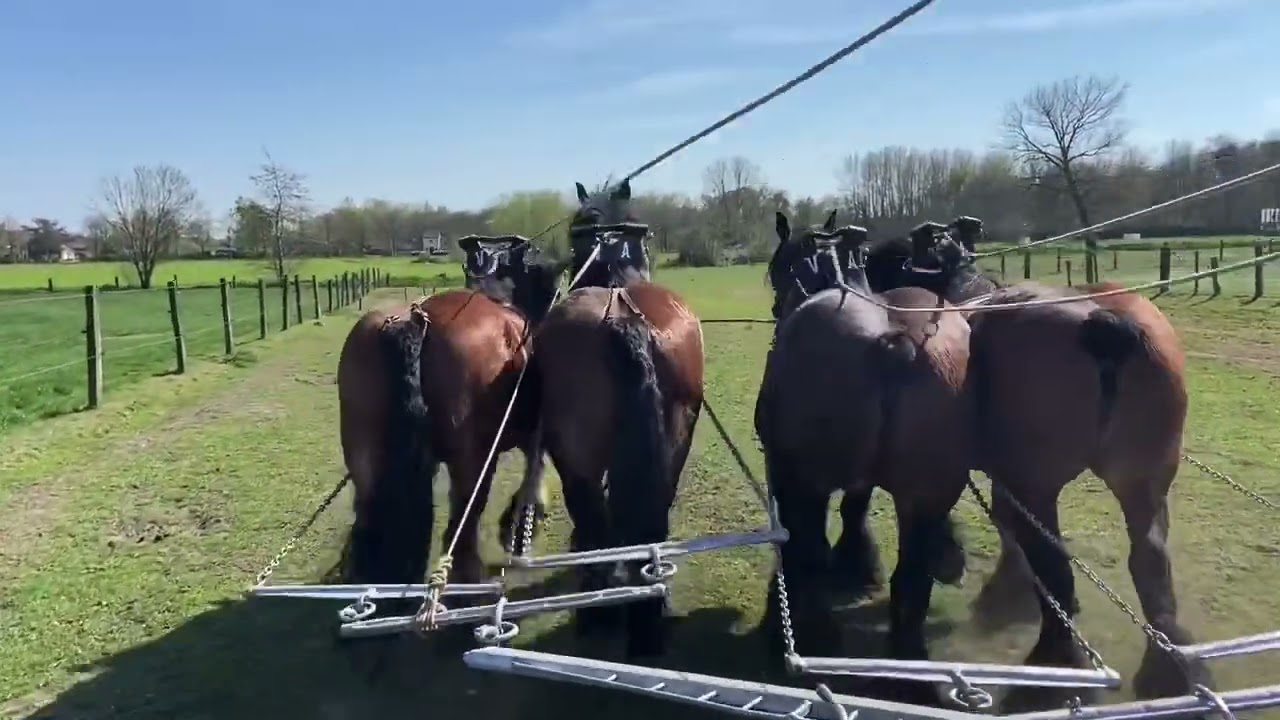 Alfons Vernaeve en zijn 4 span : Max , Sander , Mirza en Bea