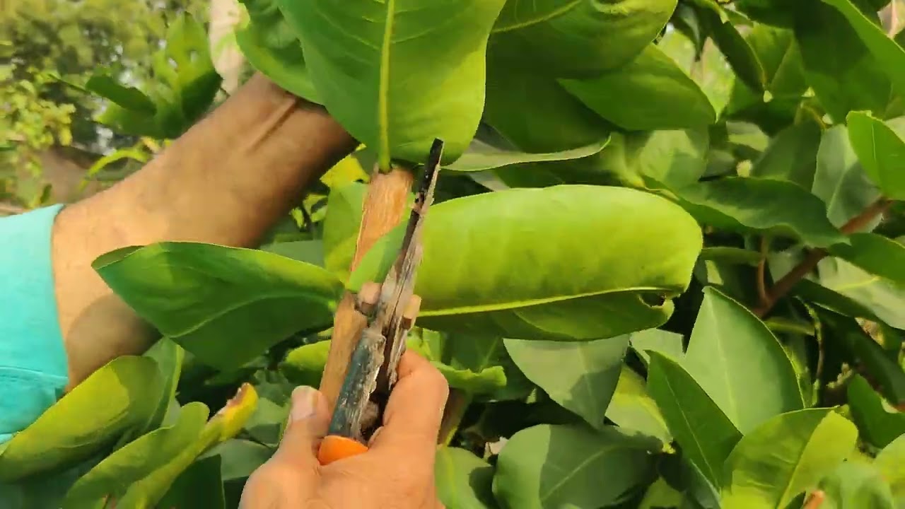 3 years plant (pruning) jambo red water Apple plant. !!  saptagiri nursery  !!
