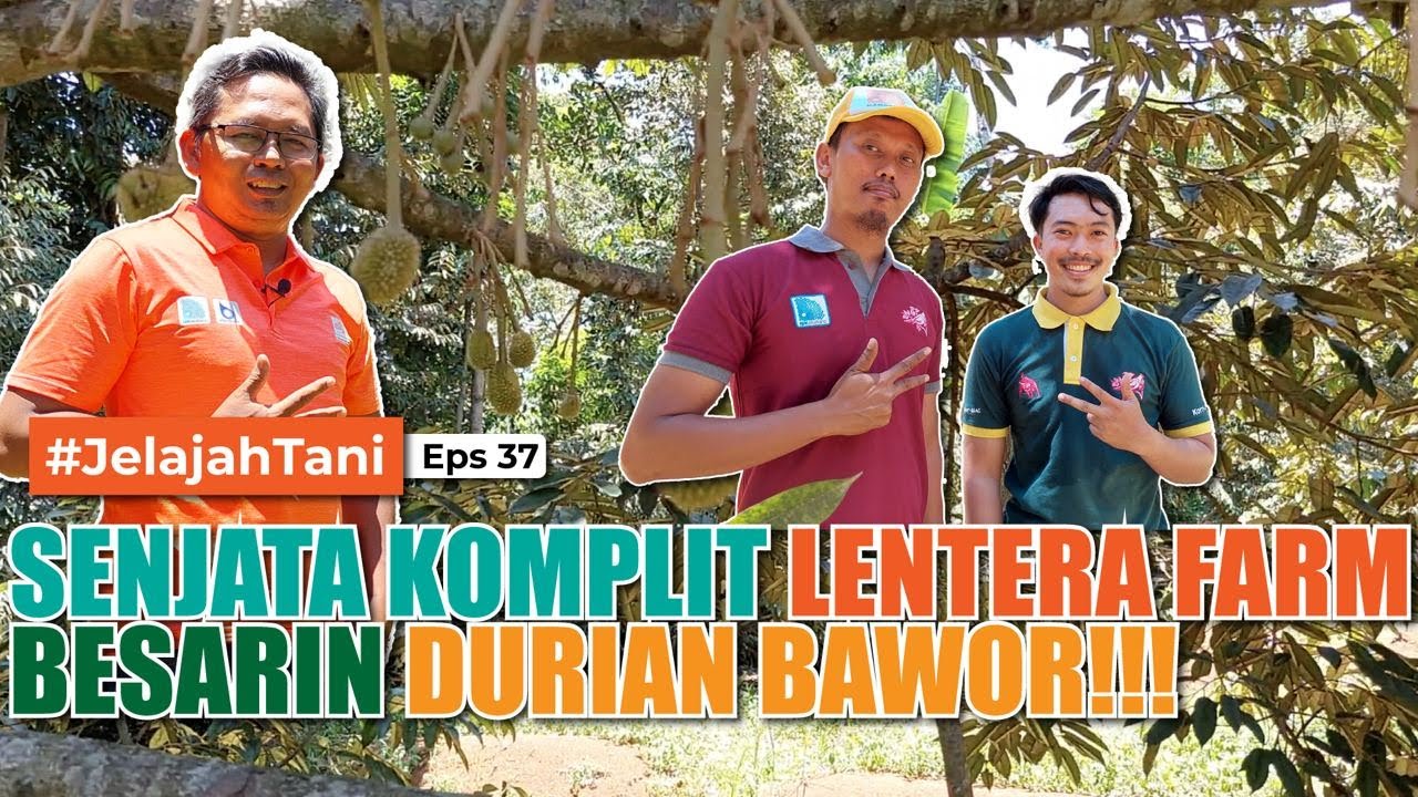 TIPS BERKEBUN DURIAN❗❗❗||  Pembungaan - Pematangan Buah | LENTERA FARM - Jelajah Tani #37