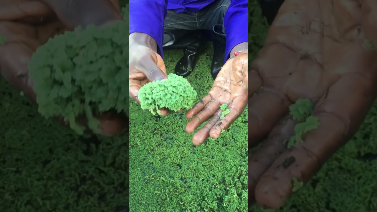 What happens if you don&rsquo;t harvest your azolla #nature #azolla
