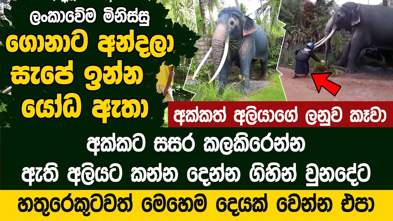 අක්කට සසර කලකිරෙන්න ඇති අලියට කන්න දෙන්න ගිහින් වුනදේට  - Kande Vihara Robotic Elephant
