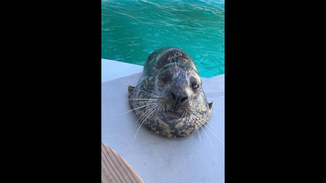 OKC Zoo@ Two: Harbor Seal Liberty Eye Surgery