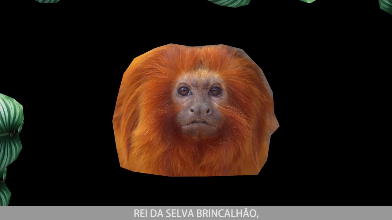 Animais em Extinção- Milton Karam, Protetores dos Animais, Mico-Leão-Dourado, Cuidadores da Natureza