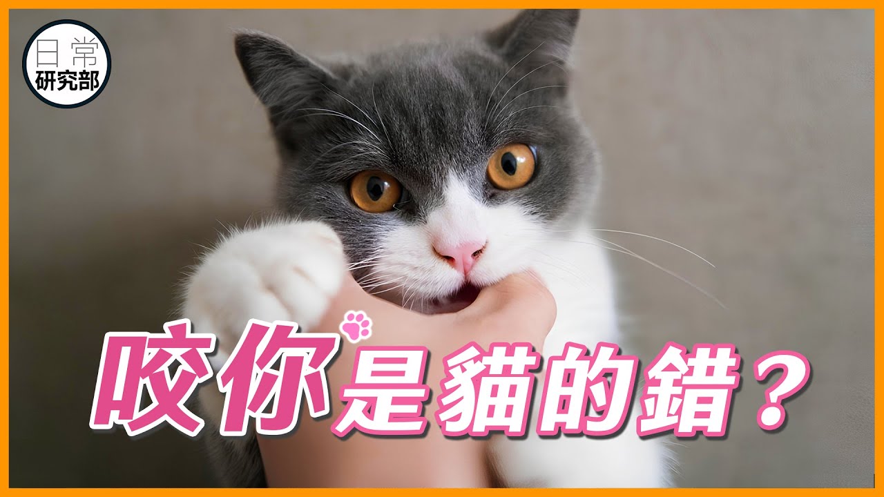 貓咬人是行為的問題？可能是愛你的表現！