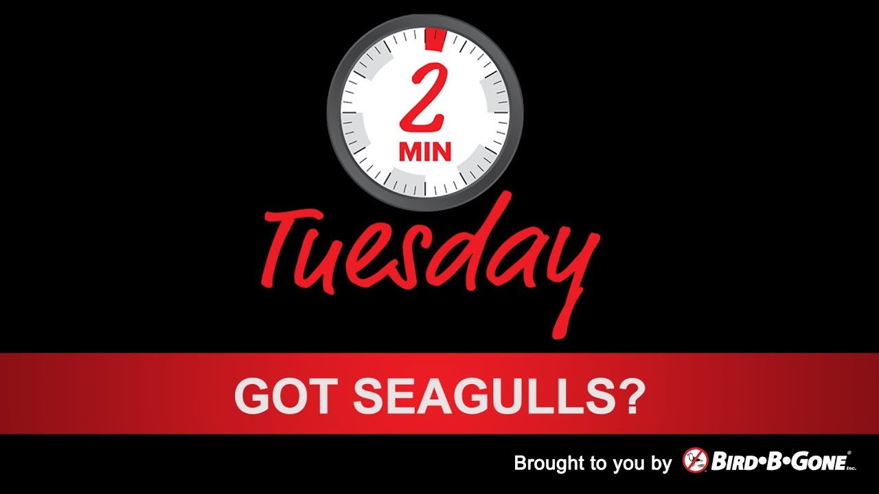 Best Seagull Deterrents [Pro Tips] How to Keep Gulls Away