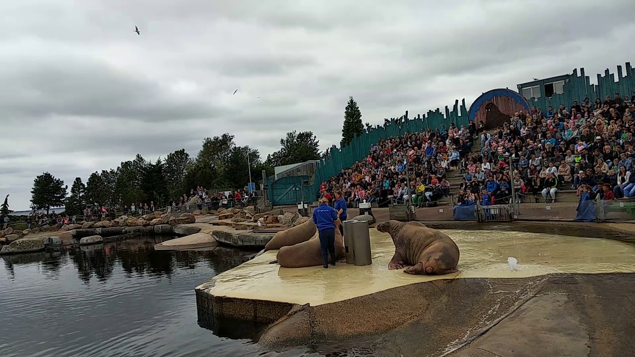 Dolfinarium Netherlands sea lion / walrus show