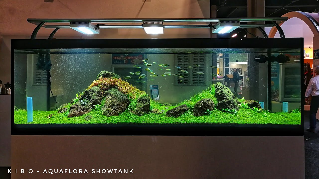 KIBO - 180x80x45h cm - Aquaflora showtank at Dibevo 2017