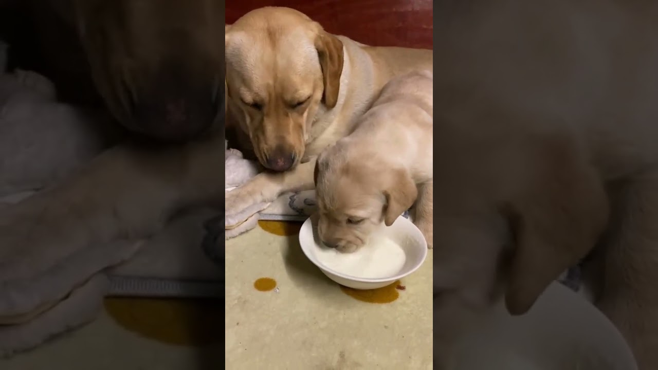 Puppy is drinking milk with mother #shorts #shortvideo #babydog #funny #pets #dogshorts #cutedog
