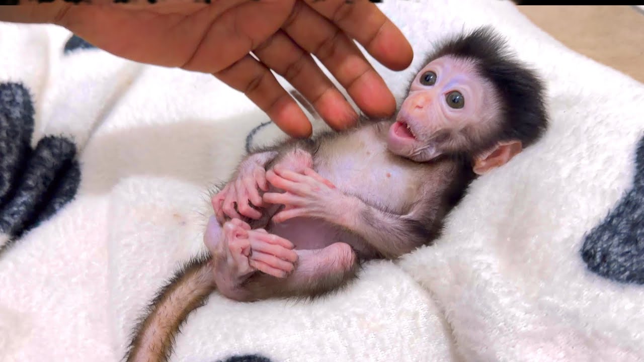 &ldquo;Watch This Adorable Baby Monkey Luci&rsquo;s Unexpected Reaction at Bedtime 😲🐒&rdquo;