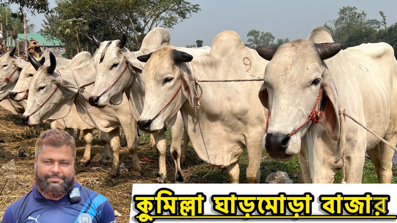 ২৬ জানুয়ারি ২০২৬ - কুমিল্লা ঘাড়মোড়া বাজার থেকে বলদ গরুর দাম দর সহ বিস্তারিত জানুন। 
