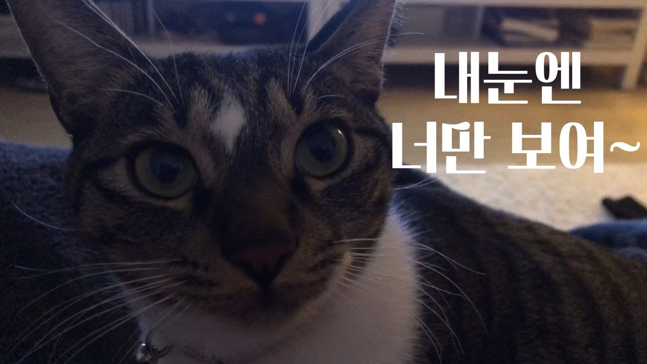 쏠라 vs 빠코, 사또와 나린이의 선택은 이미 끝남 [Pet daily vlog] Solar vs. Paco, Sato and Narine are already done