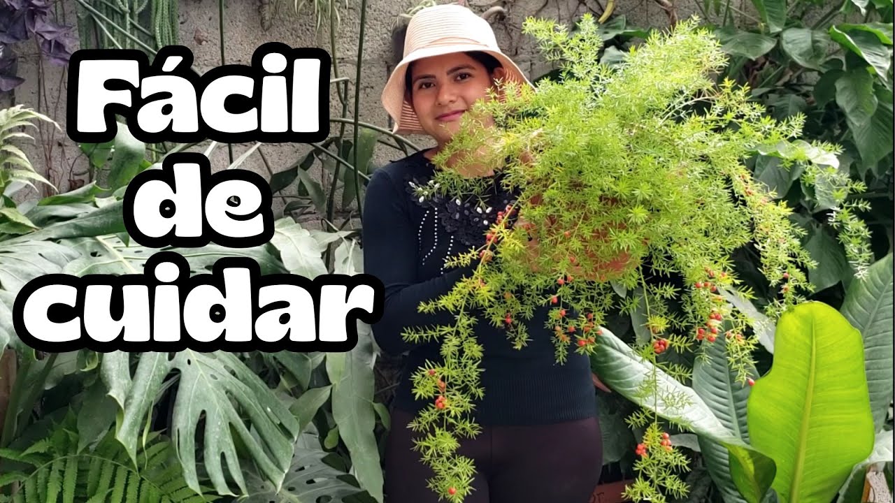 Esparraguera Africana /HELECHO PLUMOSO
