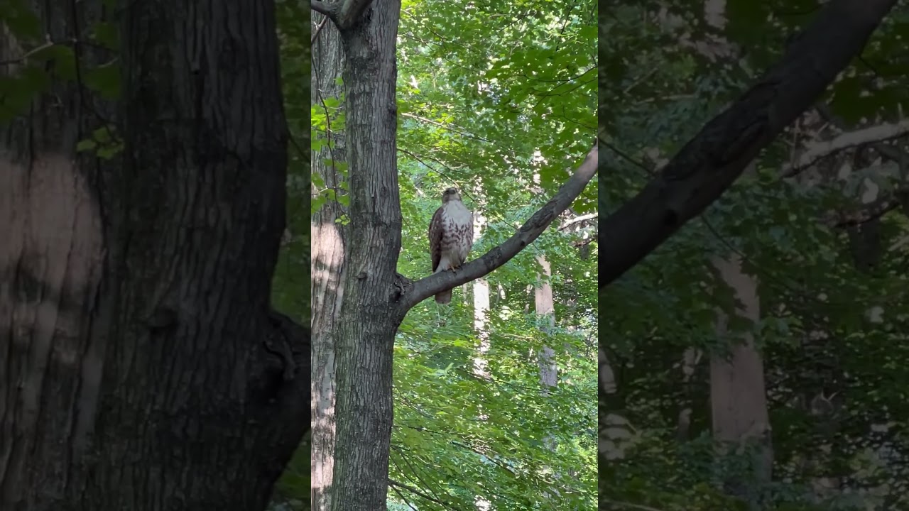 Hawk patiently waiting for a hunt #hawk #wildlife #birds