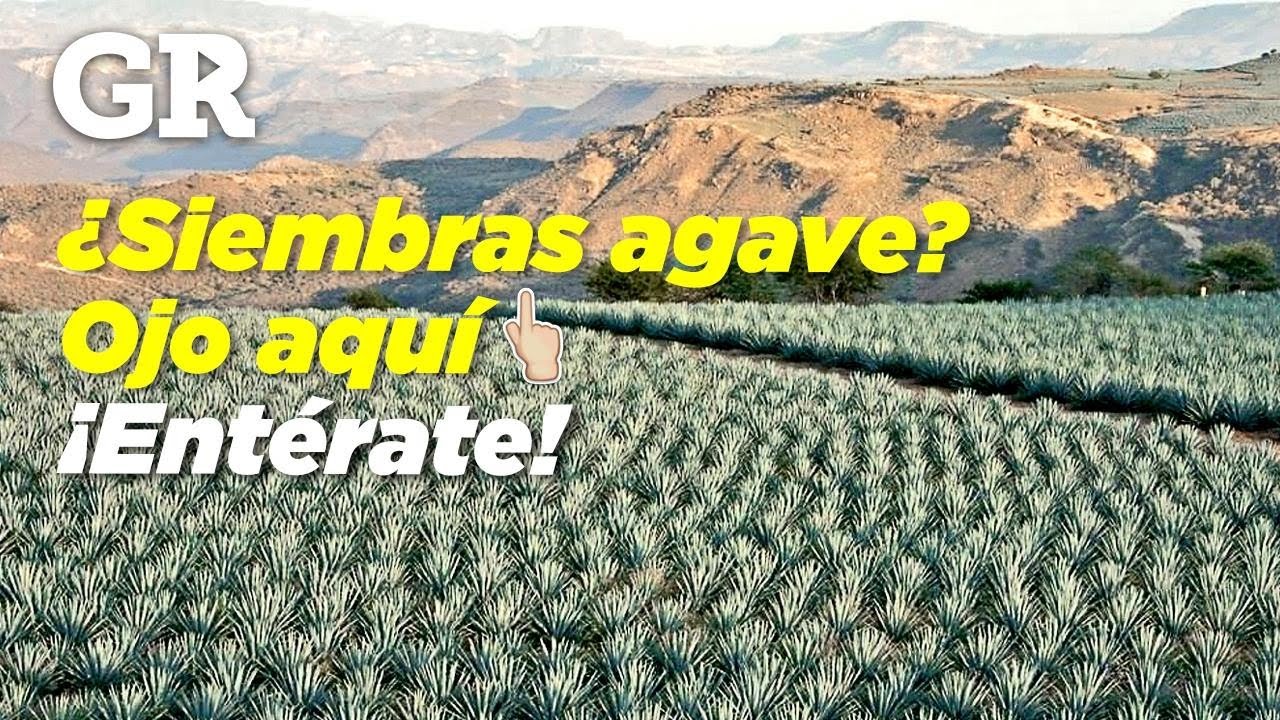 ¿Plantarás agave? Hay nuevas reglas