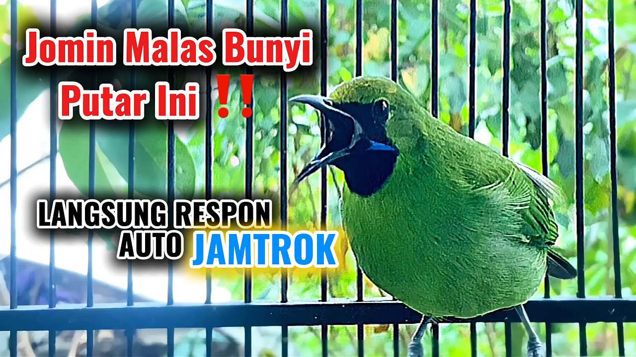 Cucak ijo mini nembak isian bagus buat pancingan jomin bahan agar cepat gacor