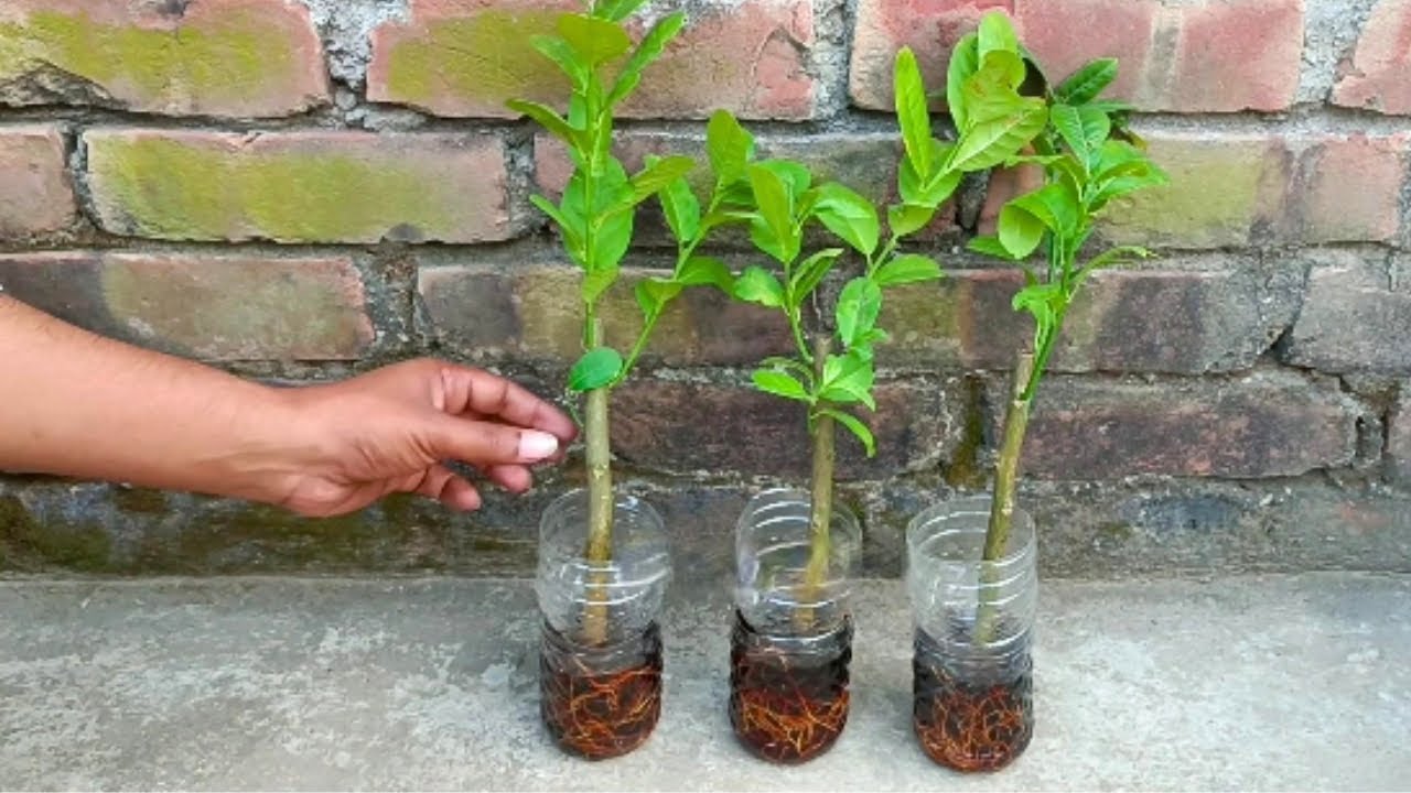 Lemon tree from cutting in Coca Cola