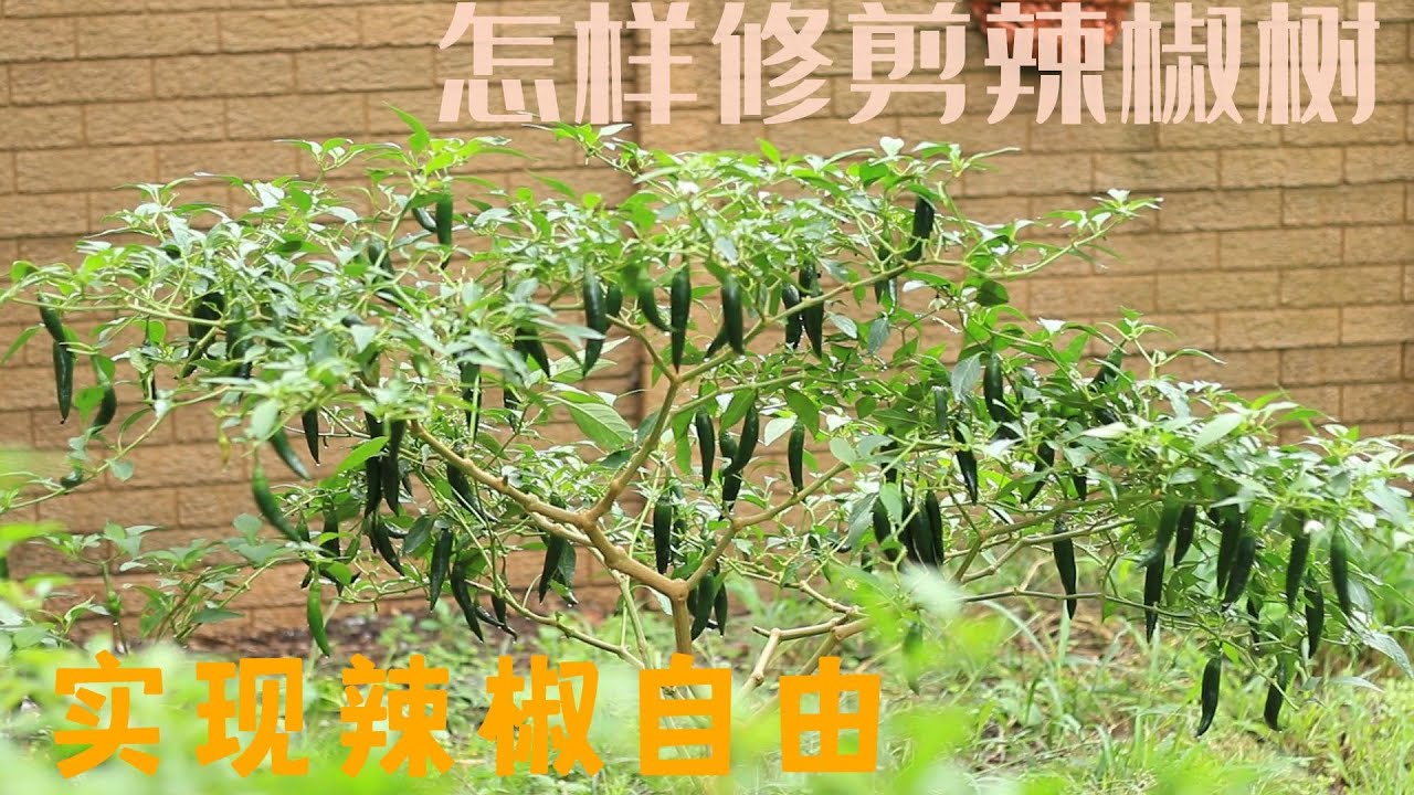 怎样修剪辣椒树，实现辣椒自由