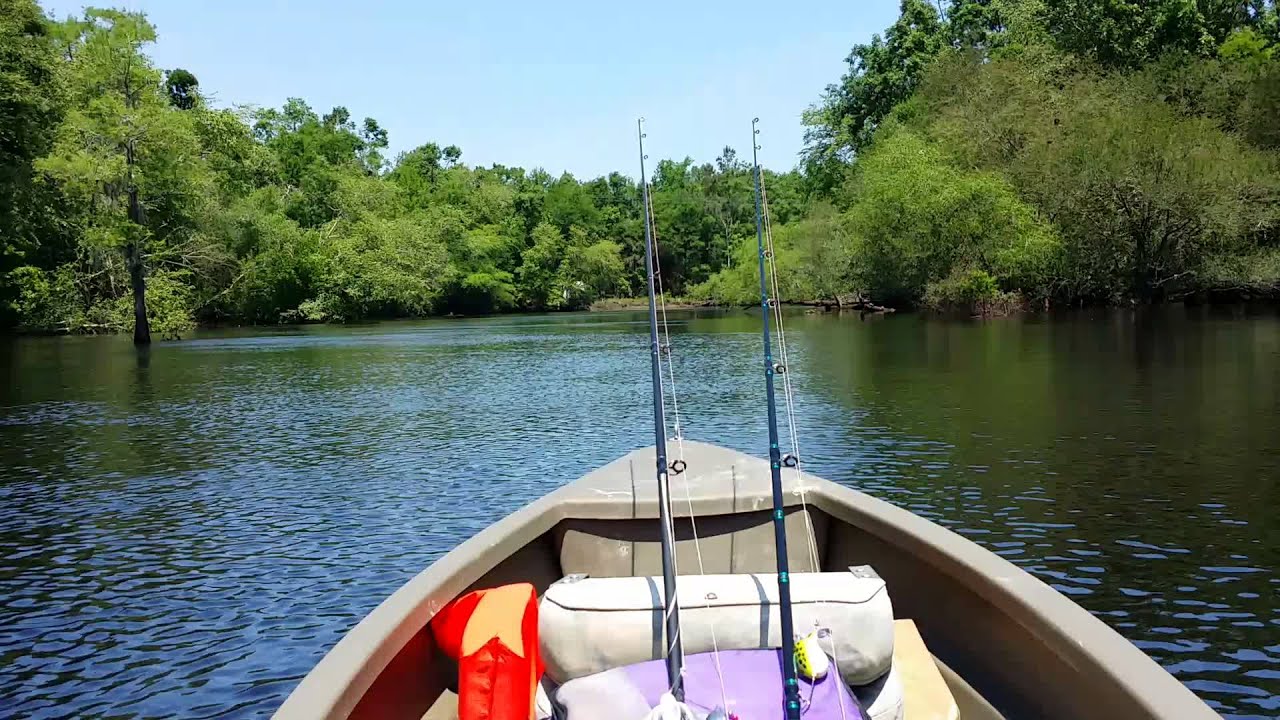 Black river kingstree